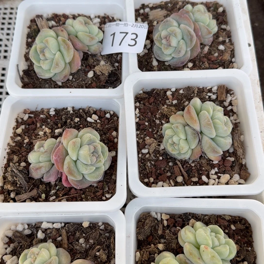 173号两颗江北多肉