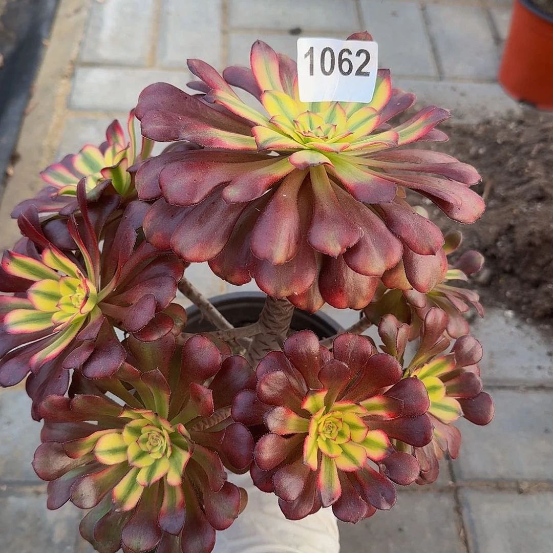 无花朵1062月蝉444不周正冠服25左右