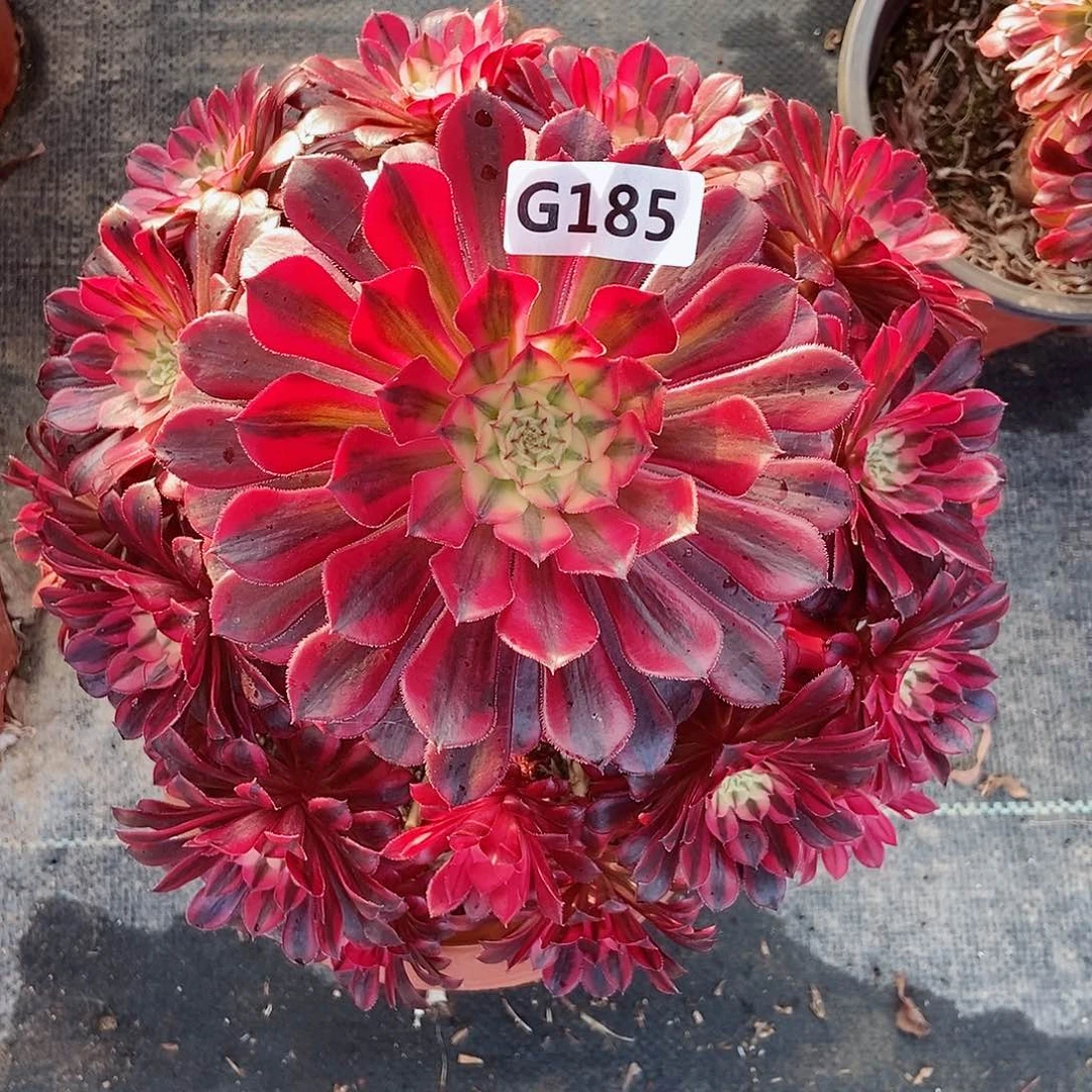 红陶185黑铜白妖3多肉