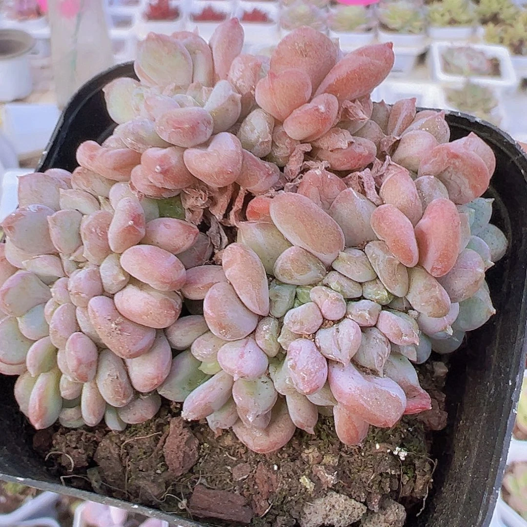 粉珍妮缀化19包邮多肉植物