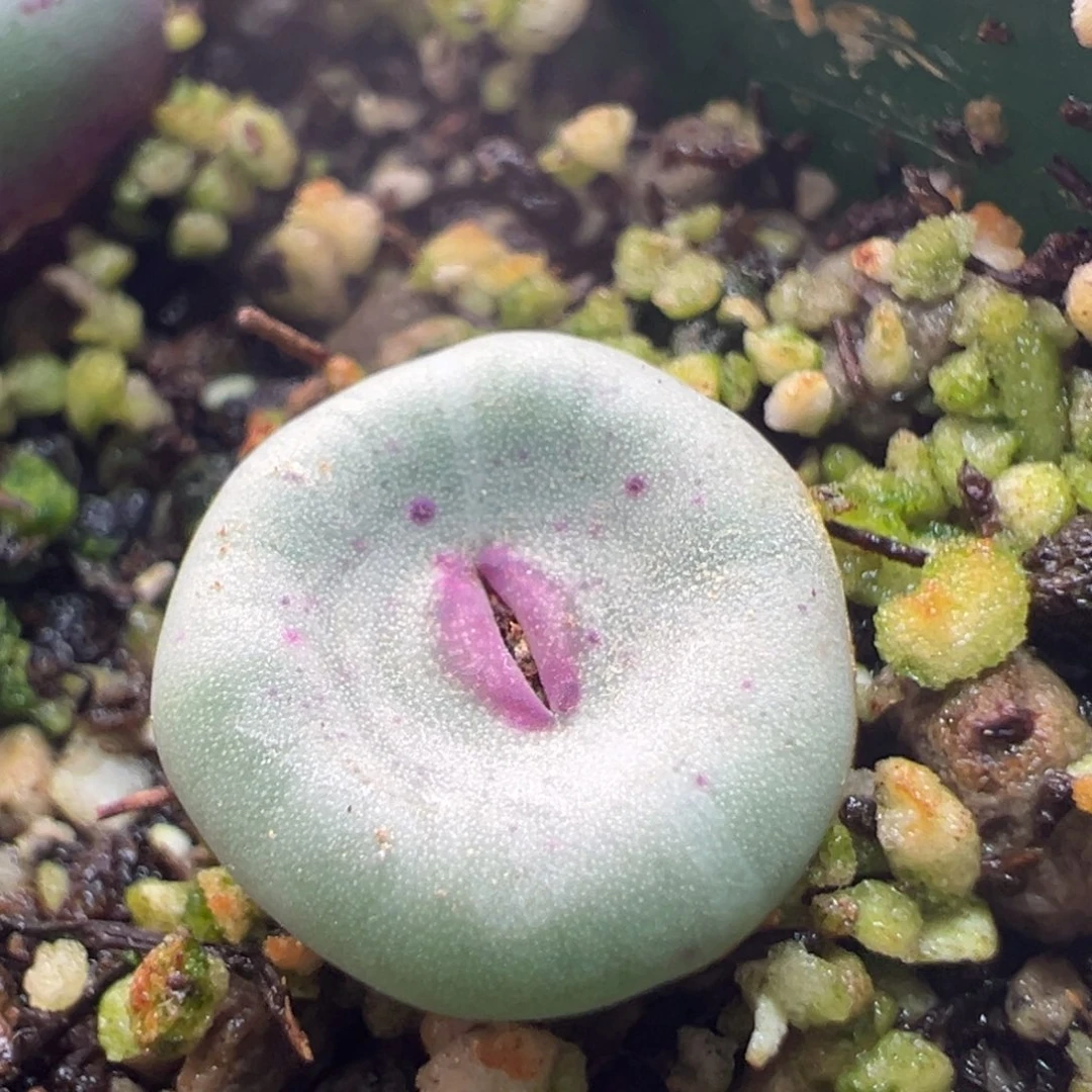 915。优选2736小红嘴 嘟嘟嘴