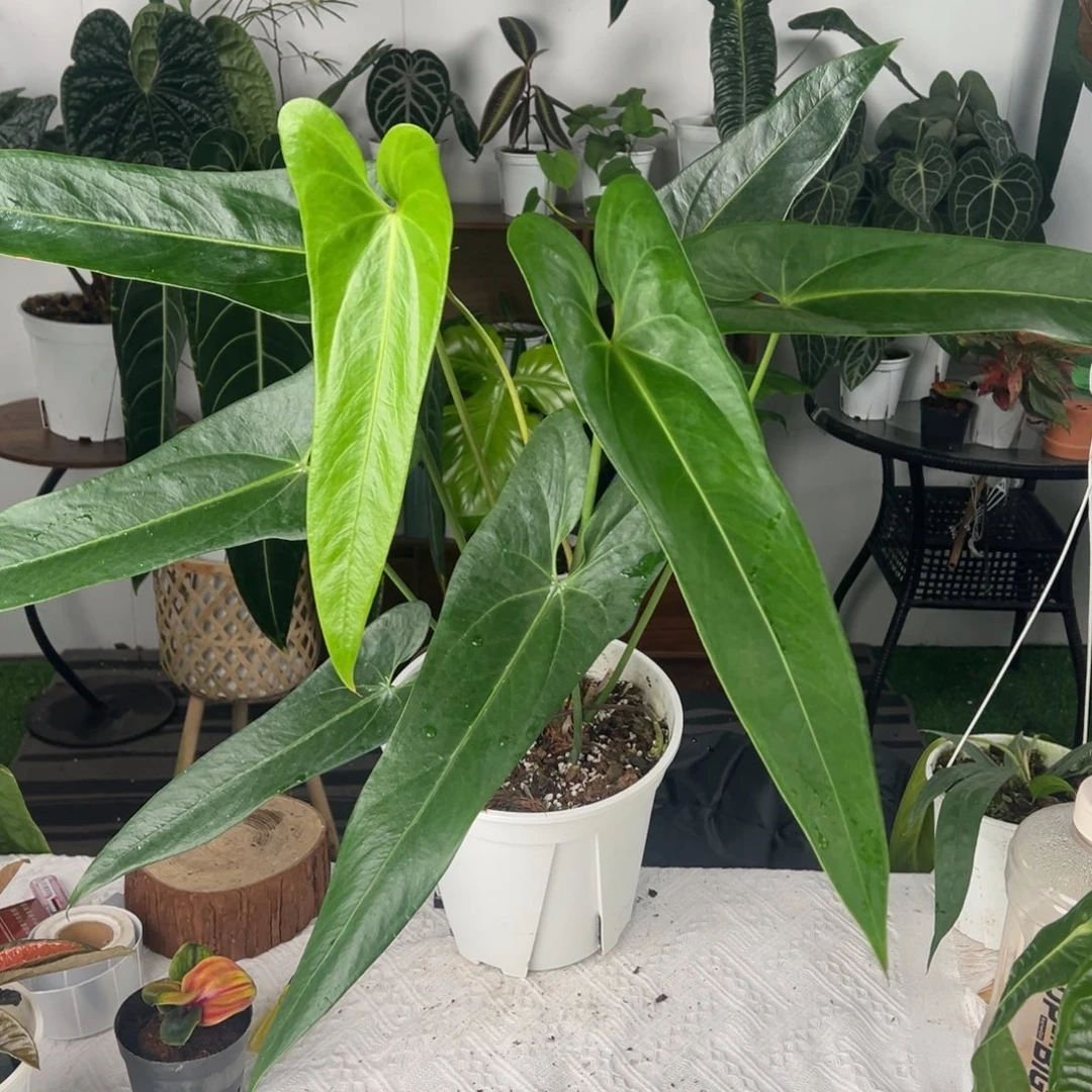 完全开放绿箭花烛母本