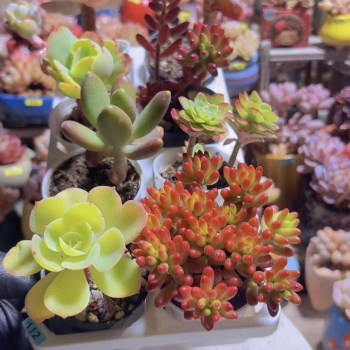 框拍一物一拍编号112