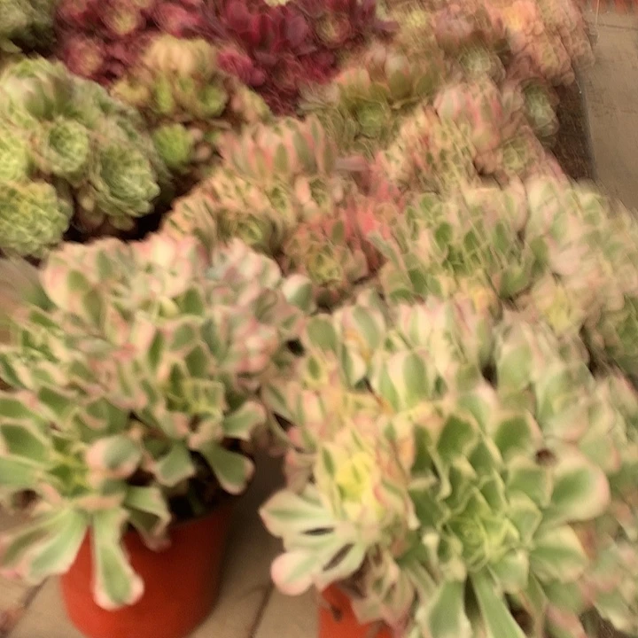 雨花石多肉法师锦