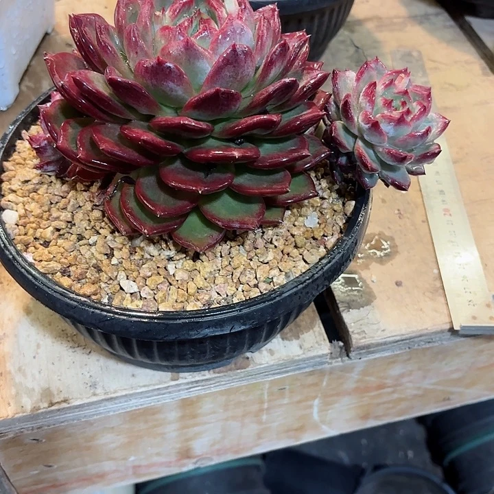 一物一拍多肉植物夜魔侠53号