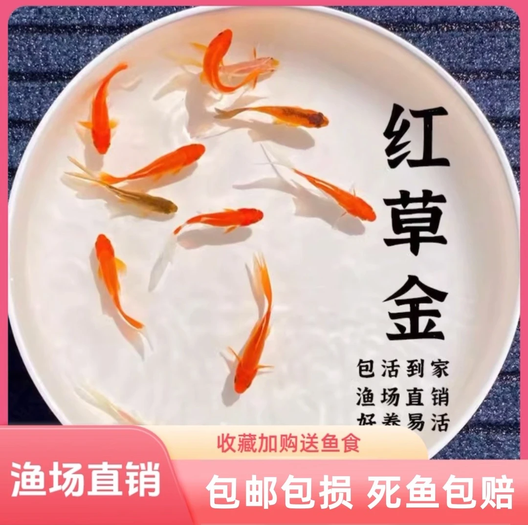 【特价35条精品草金鱼】3-6厘米好养耐活冷水鱼观赏鱼健康新奇宠物