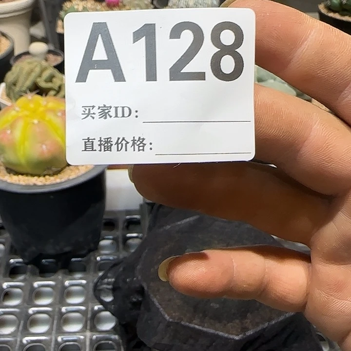仙***棒实生仙人球特价一颗