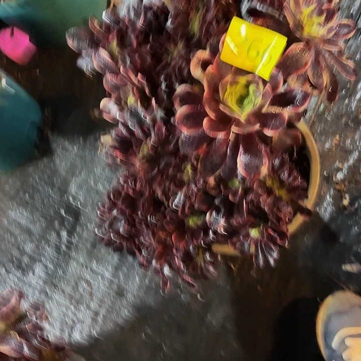唐***少多肉植物福利266个