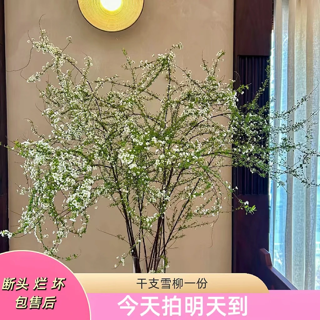 元旦特价果语精选【干支雪柳10支】云南鲜花批发次日达