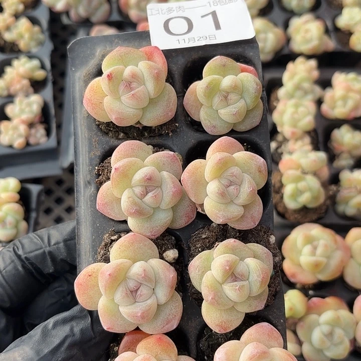 01号到手1框江一中物一拍