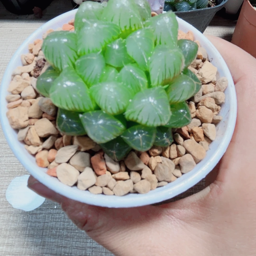洛神玉露多肉植物6666
