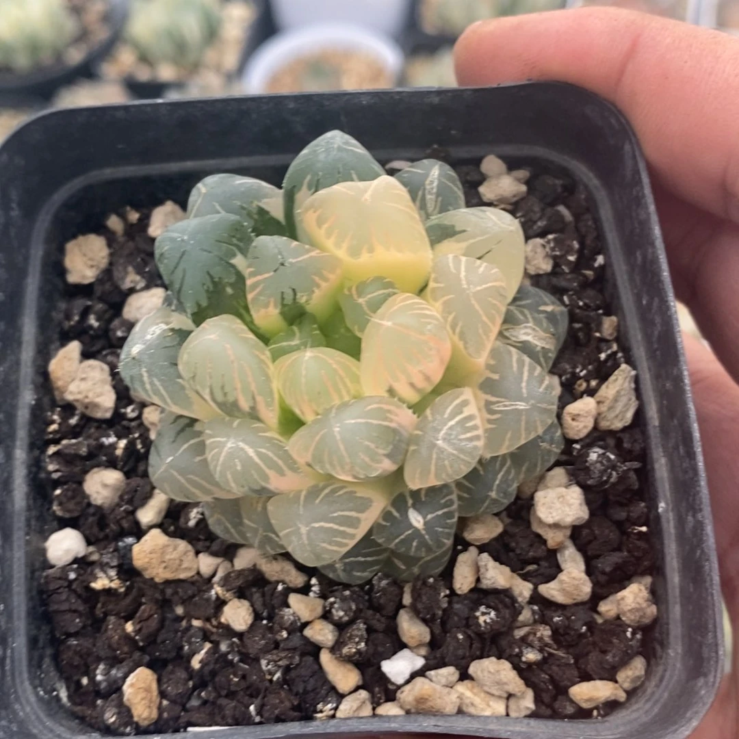 一颗实生趋势糊斑玉露锦。开播福利