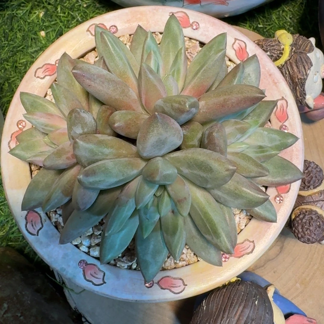 多肉植物水晶球4头