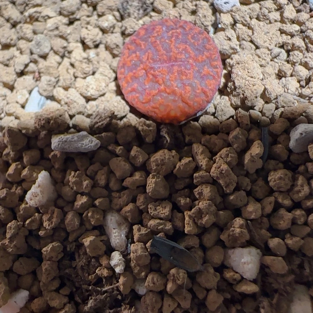 肉锥多肉植物组合-ap正红色酒红勋章525