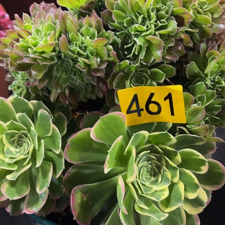 多肉植物福利461
