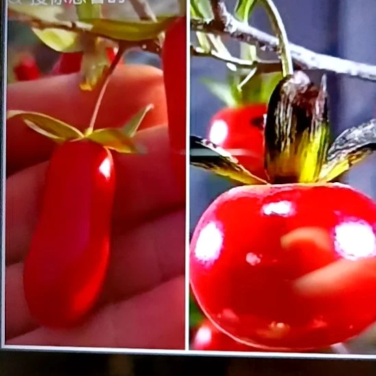 无花朵扦插瑰宝加柿右