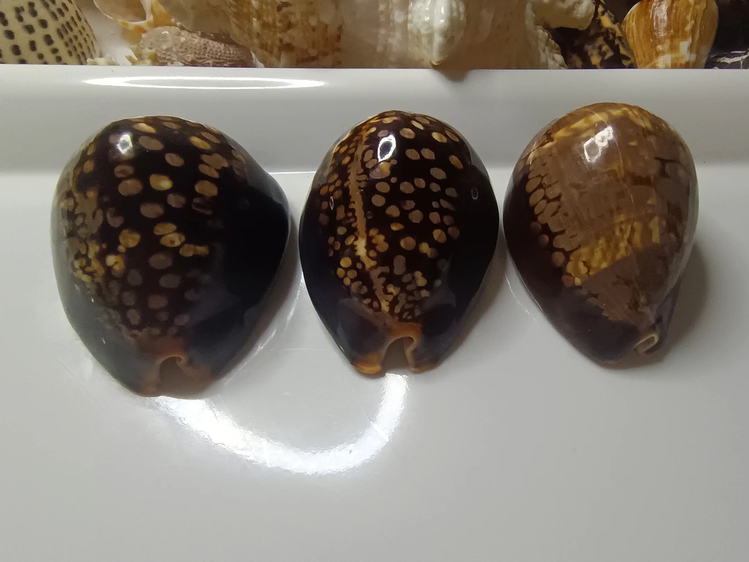 龟甲宝螺天然海螺标本收藏摆件鱼缸造景知识科普送礼品拍摄道具