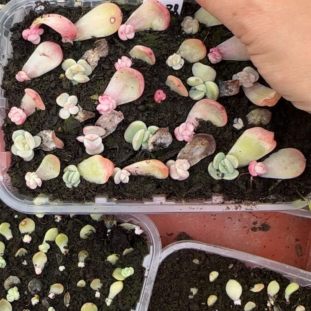 5个412 芝麻穴满25包邮