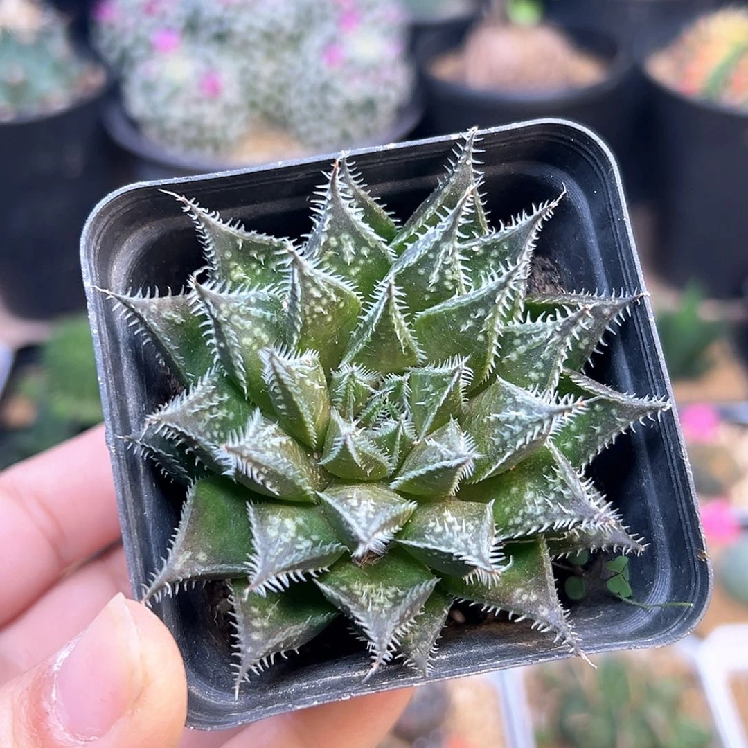 京紫寿硬叶十二卷