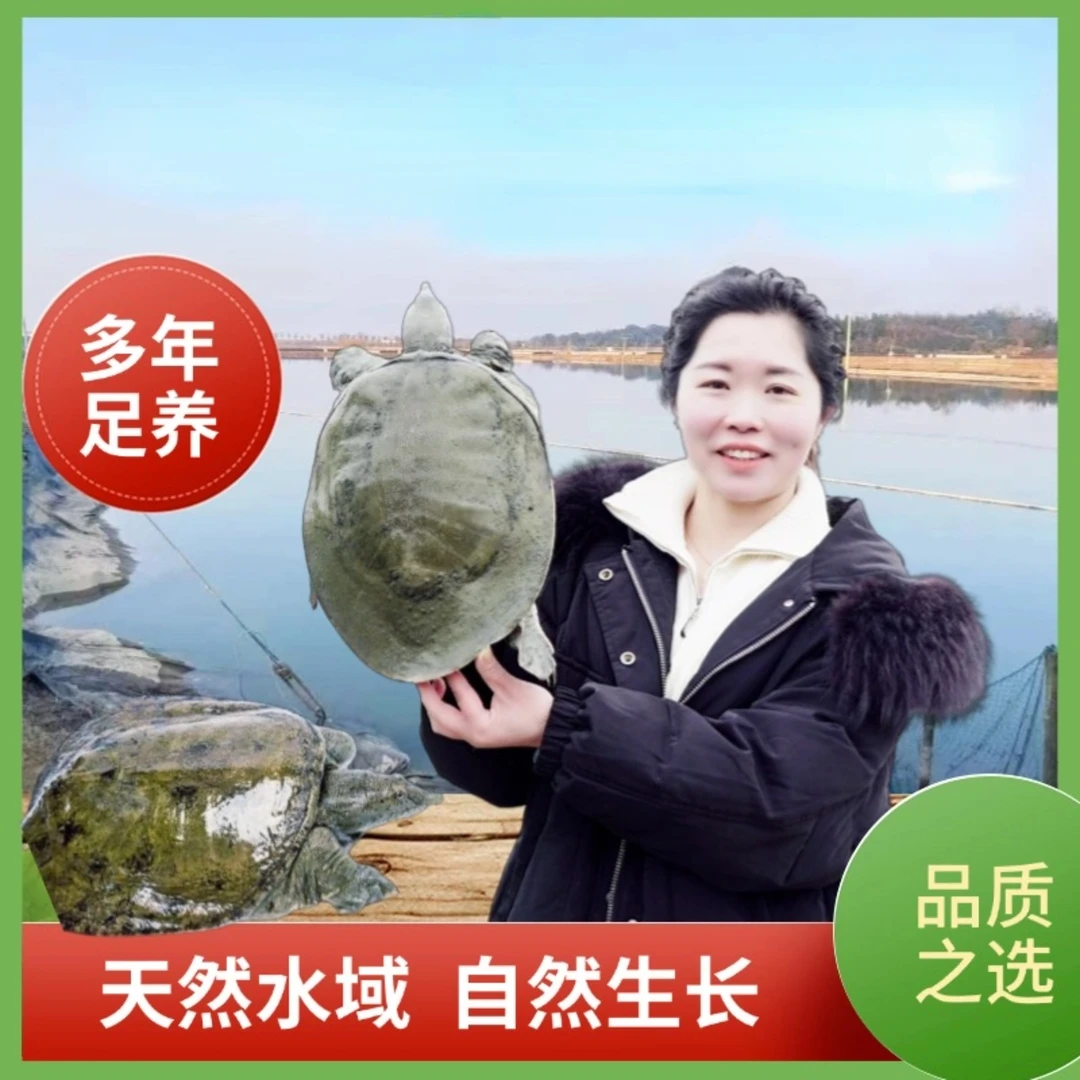 洞庭流域外塘生态甲鱼 产地发货 包邮包活 常德甲鱼 经济实惠