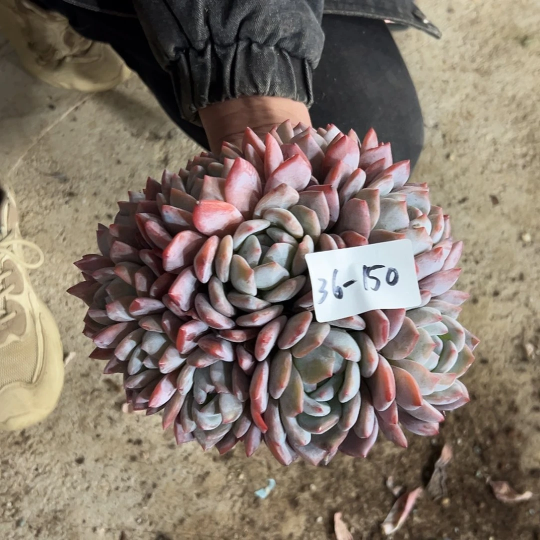 36-150橙子多头多肉