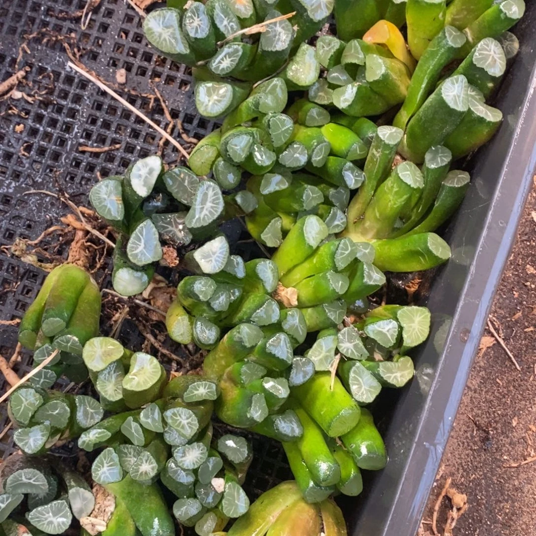 1130 十二卷一颗实生万象 整点福利