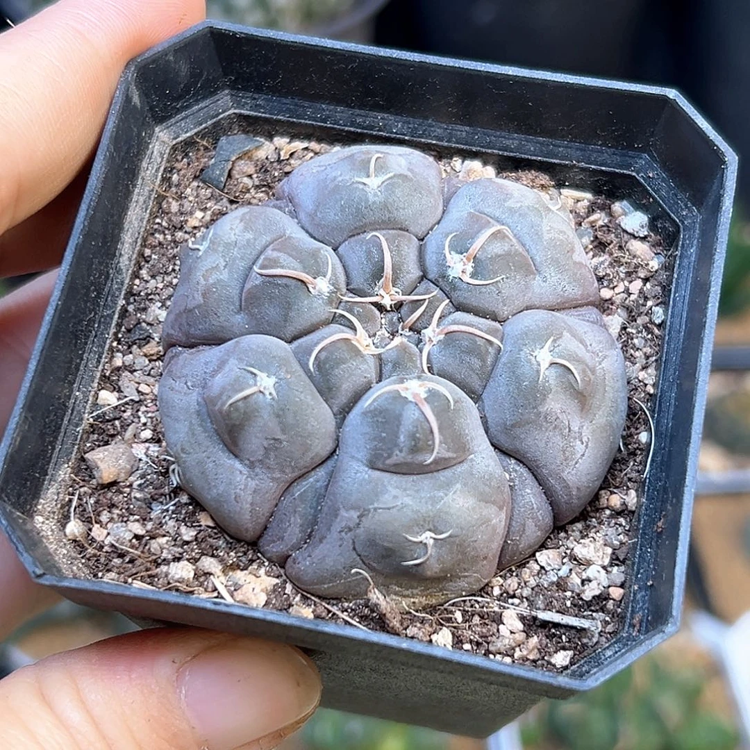 腹棱铅皮实生球一颗