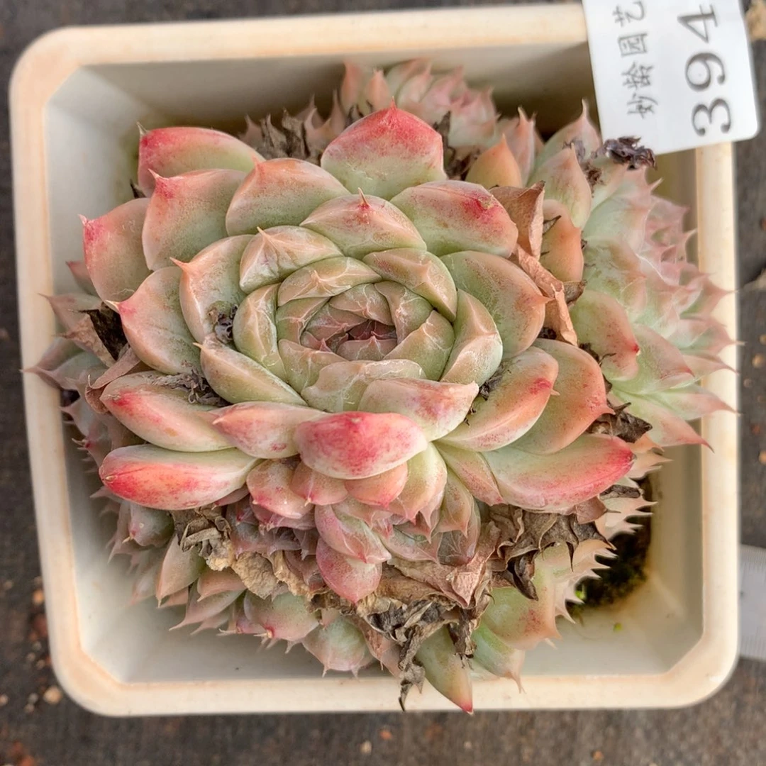 3948杂交多肉老桩