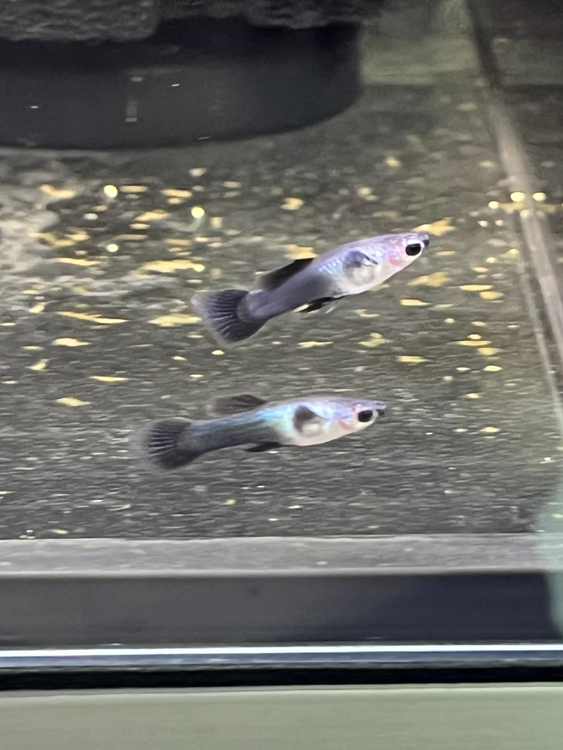 小熊猫网红孔雀鱼精品系列 观赏鱼淡水鱼