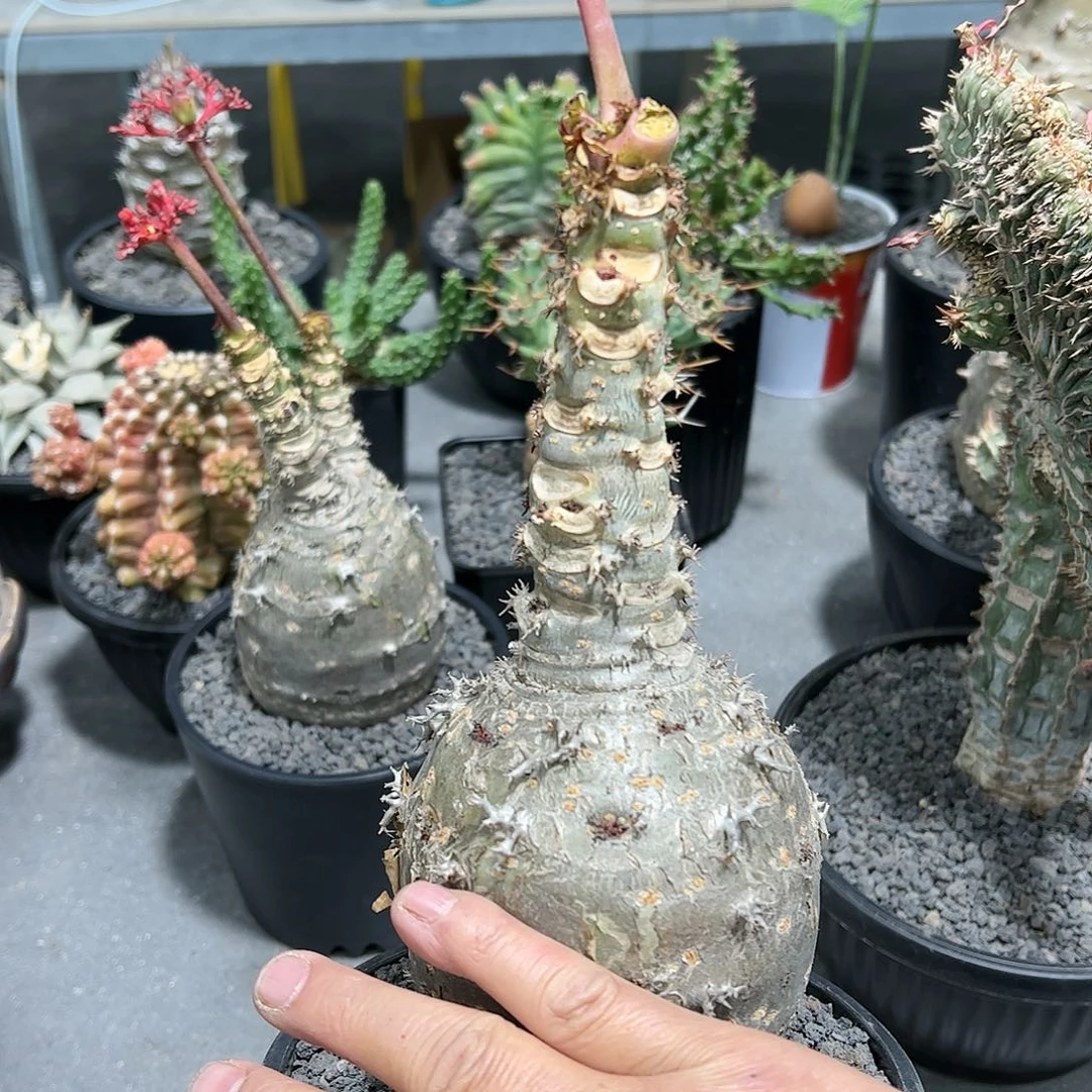 G*T大迷你油桐888888888