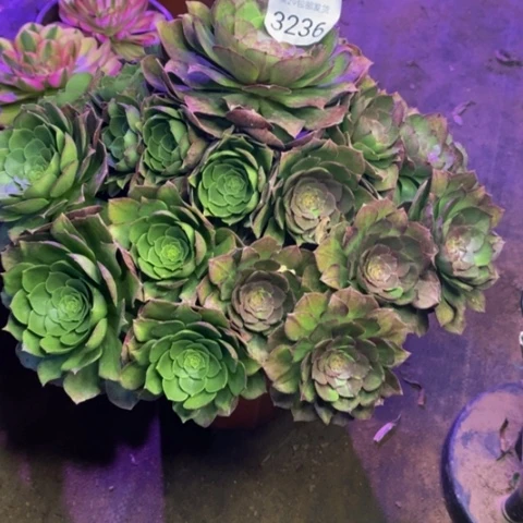 万圣节多肉植物3236