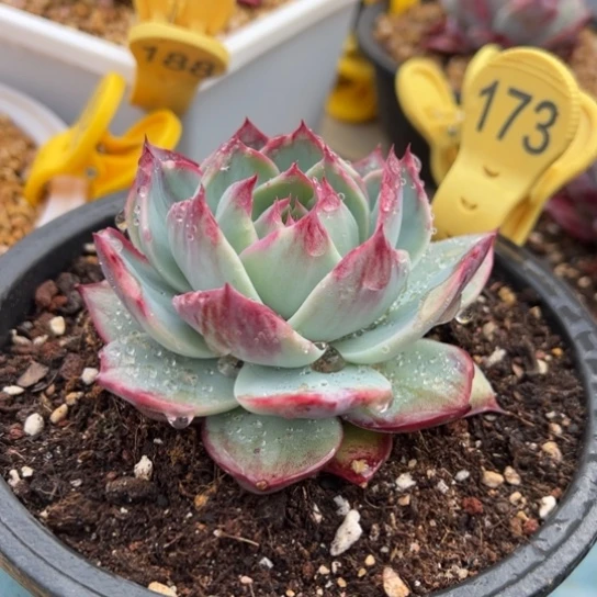 173惊鸿仙子 夏鸣园艺