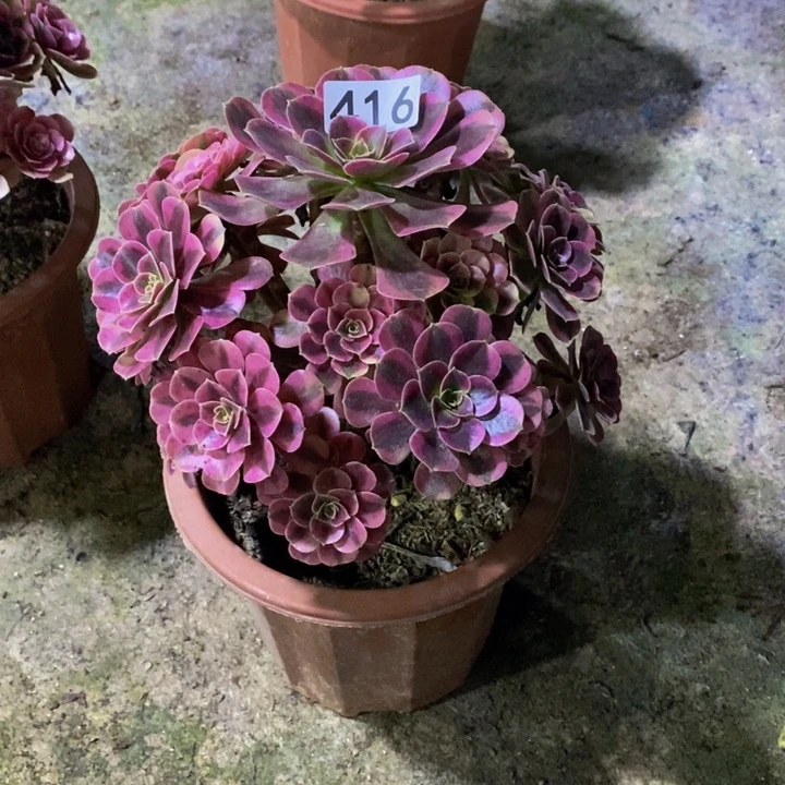 三*美杜莎多肉植物416