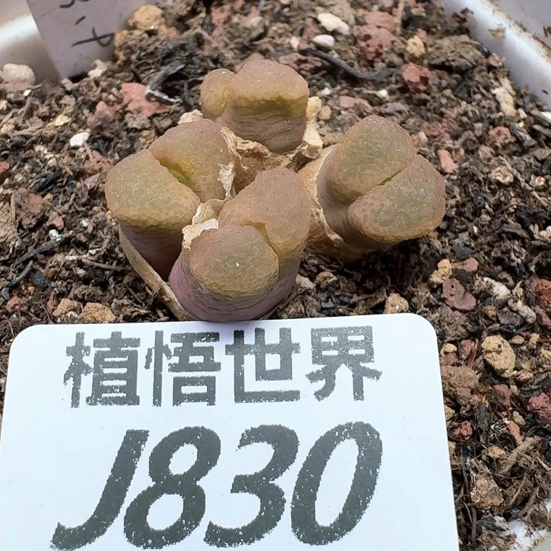 多肉植物的润泽额v