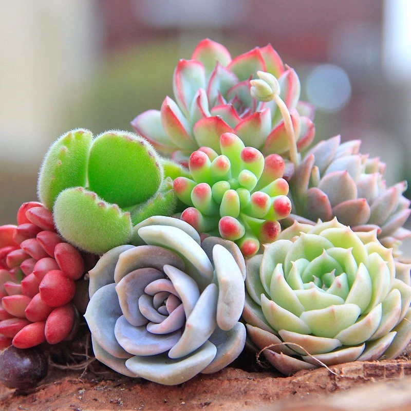 多肉综合链接 1以直播间实物为准