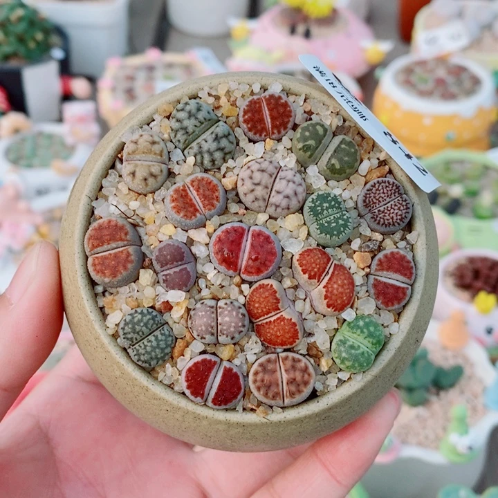 生石花花花花花842
