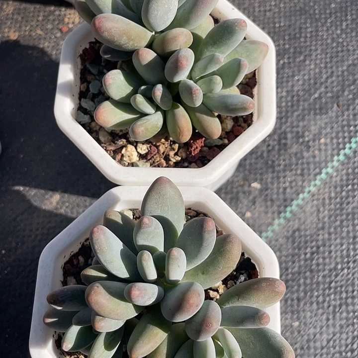 两盆白兰地多肉植物