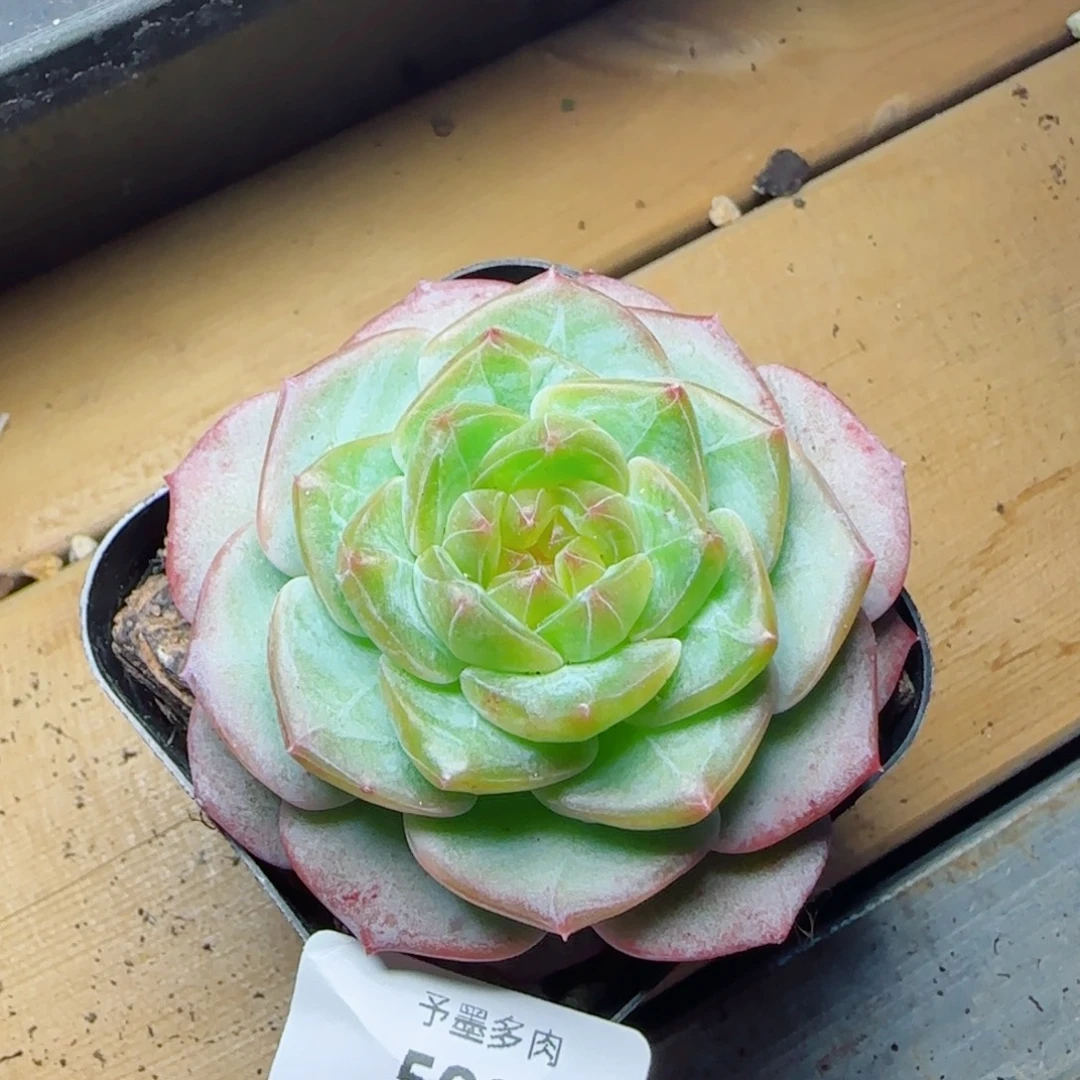 新品，5080多肉植物