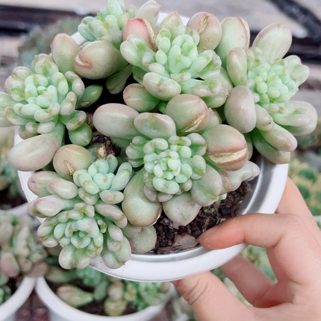 比尔盖茨五头起发