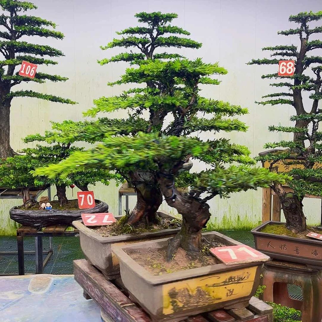 无花朵罗汉松盆景艺术作品