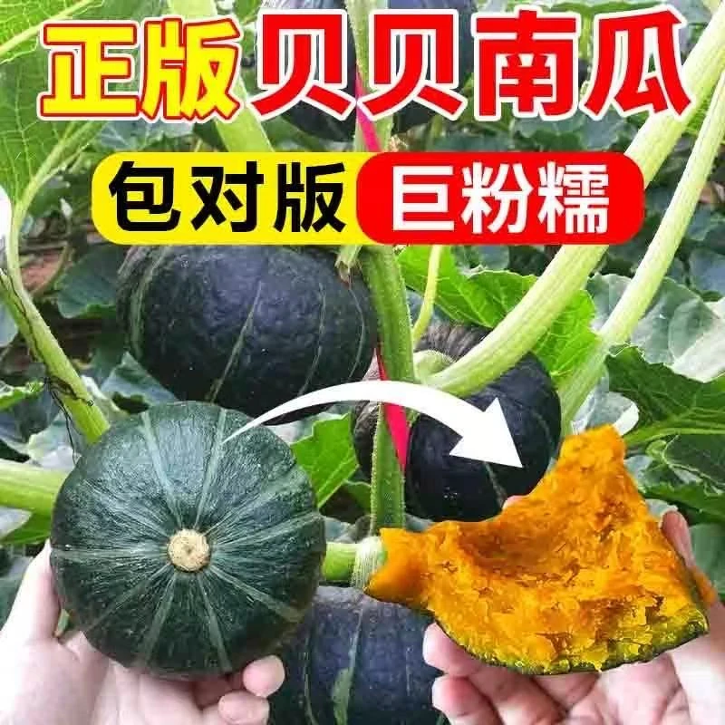 正宗贝贝南瓜小南瓜板栗味婴儿辅食老南瓜粉糯香甜
