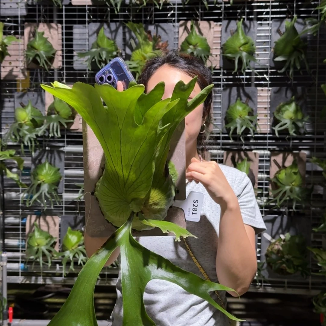 无花朵S281-主播福利皇冠鹿角蕨老脸老手微瑕