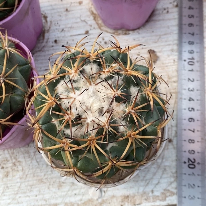 S***n实生中号天丝象牙特价