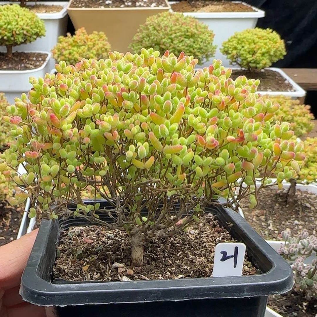 蜜橘糖球一物一拍