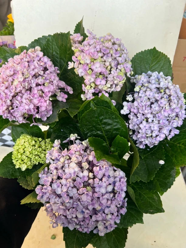 粉紫色艾莎绣球分枝多开花植物阳台庭院盆栽地栽鲜花