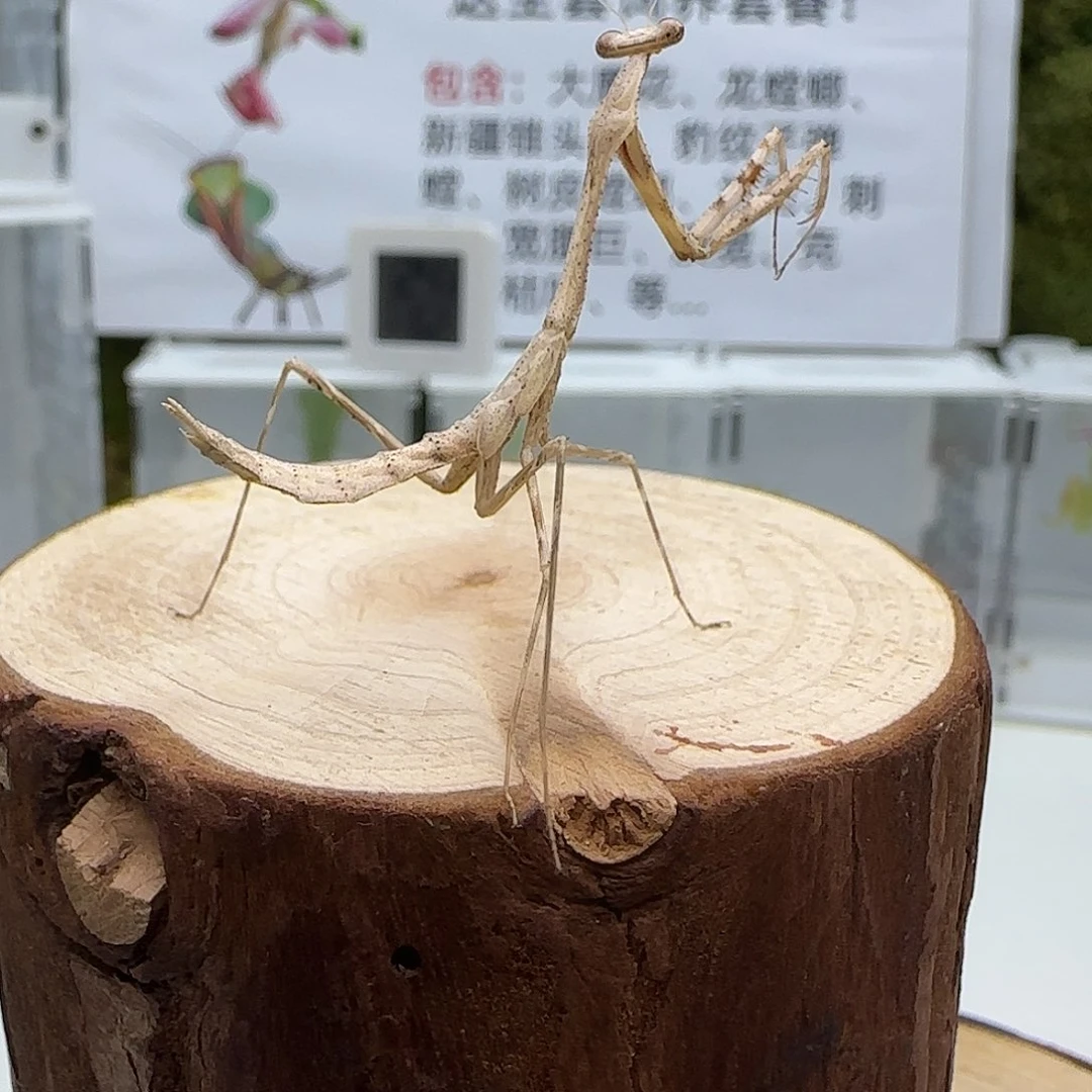 蟋蟀华丽孔雀螳螂6龄 单虫