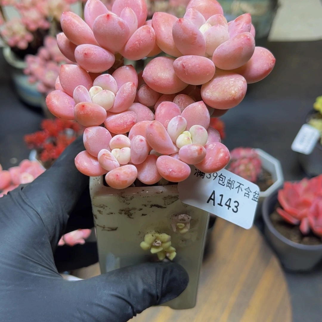 143樱花洛神9厘米多肉