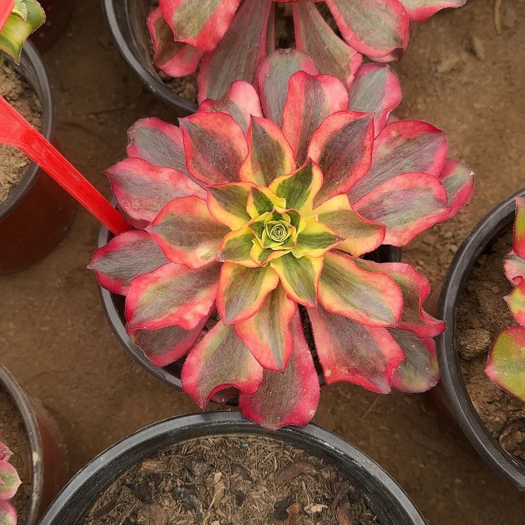 4116魅影多肉法师