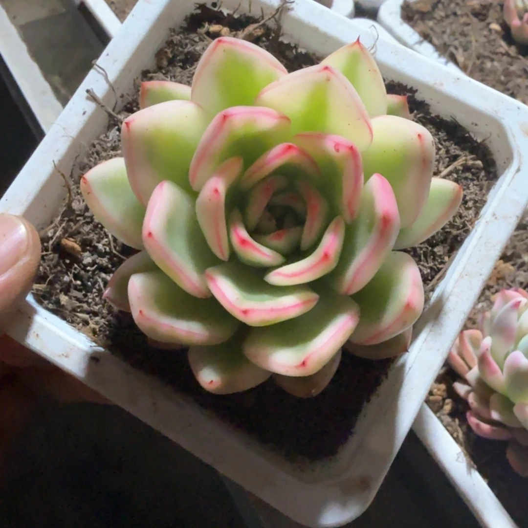 阿斯娜  锦上园艺一物一拍