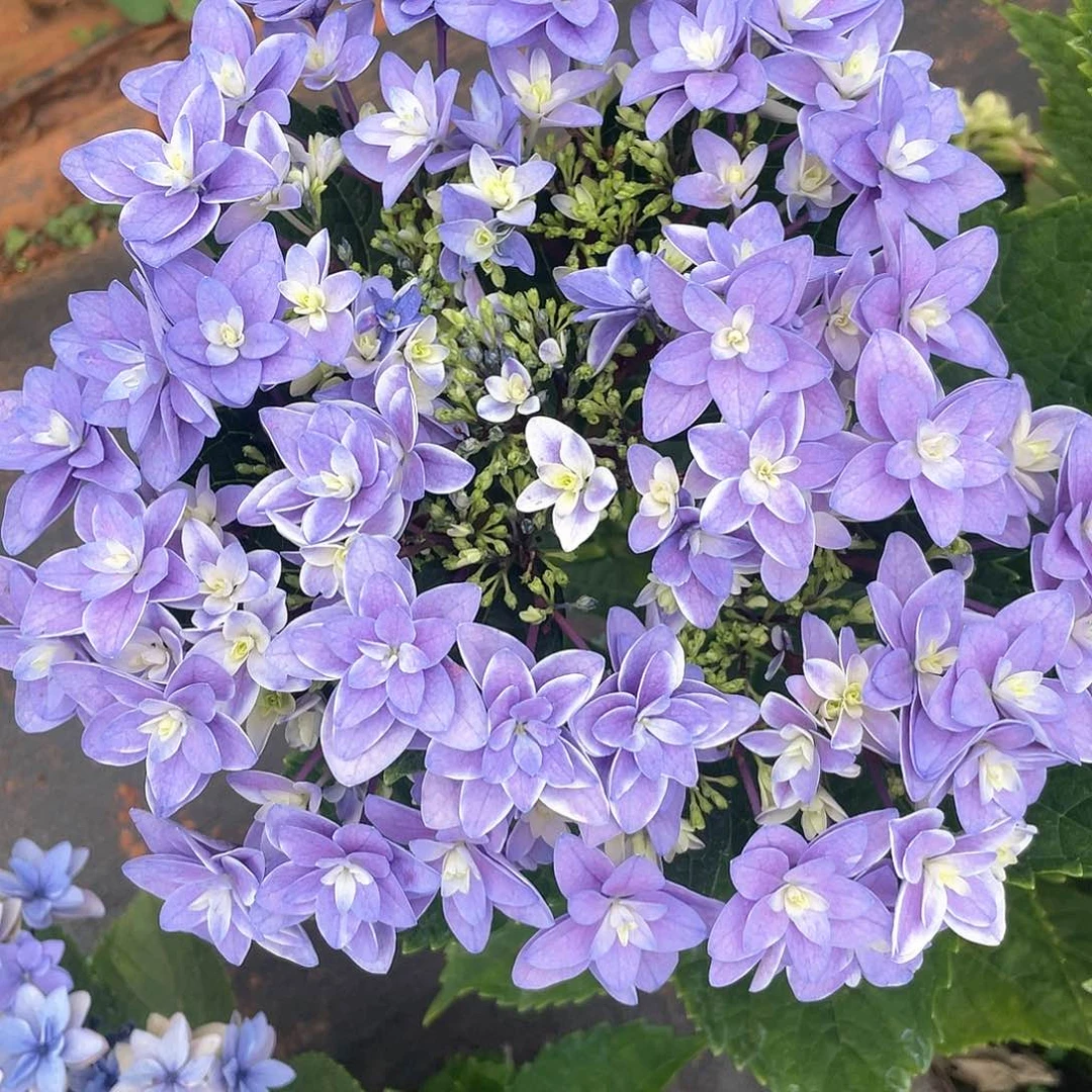 绣球切花一物一拍3枝包邮，152